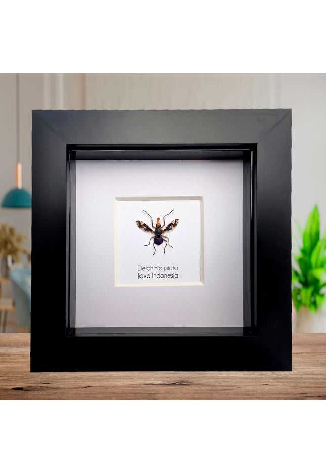 Framed Asian Picture-Winged Fly, Entomology Taxidermy, 4" x 4"