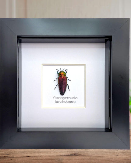 Framed rollei's jewel beetle: indonesian entomology gift (4x4in frame