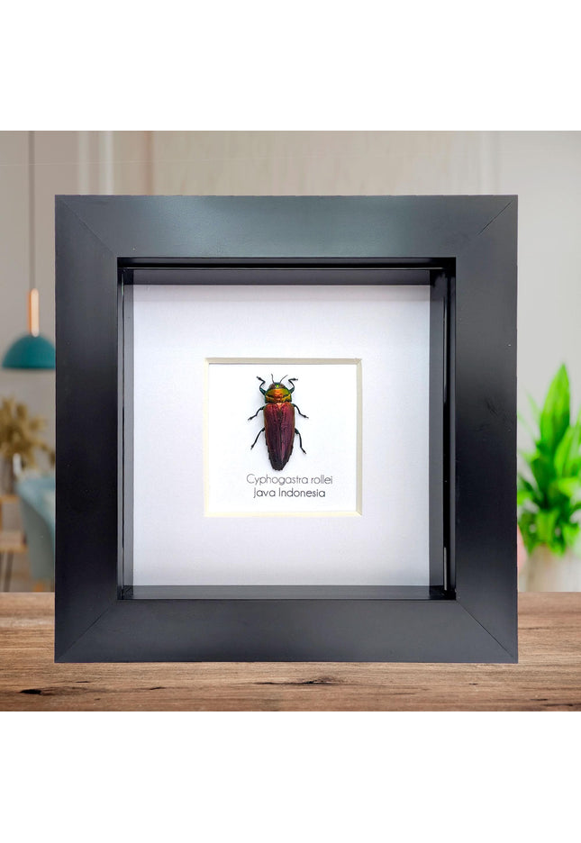 Framed rollei's jewel beetle: indonesian entomology gift (4x4in frame