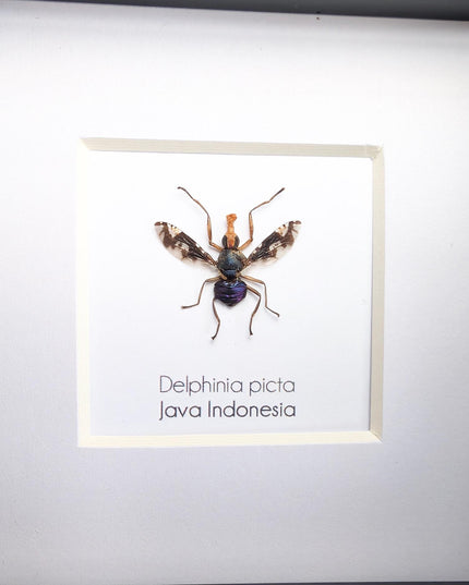 Framed Asian Picture-Winged Fly, Entomology Taxidermy, 4" x 4"