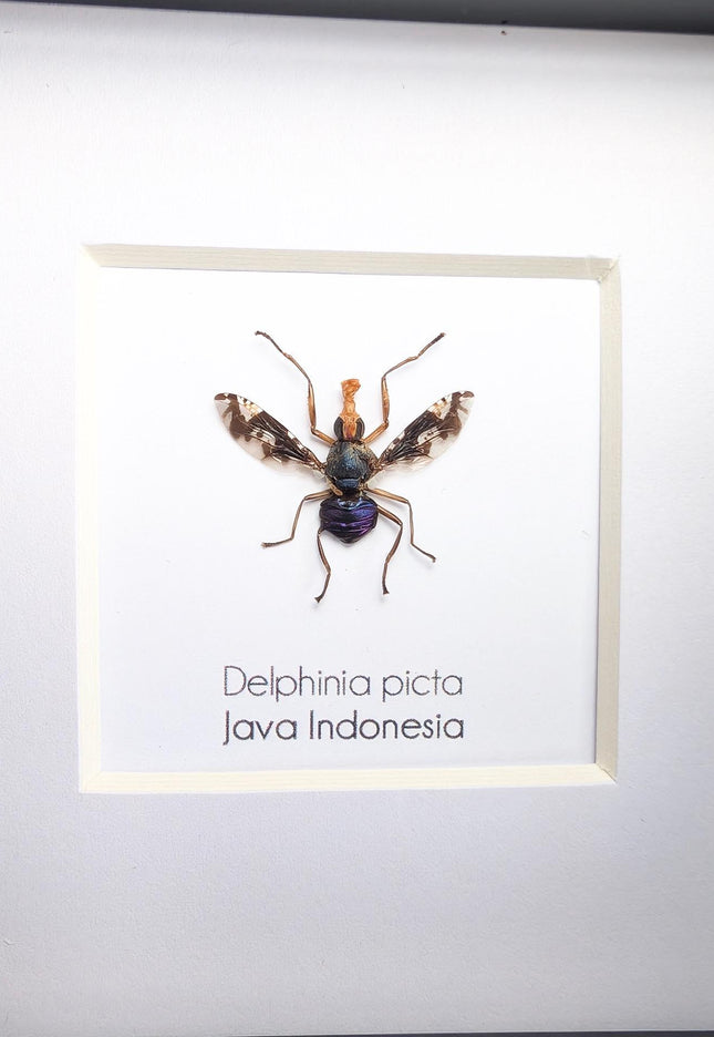 Framed Asian Picture-Winged Fly, Entomology Taxidermy, 4" x 4"