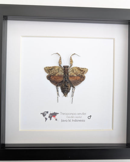 Framed serville's bark mantis: ethically sourced entomology wall decor (8"x8")