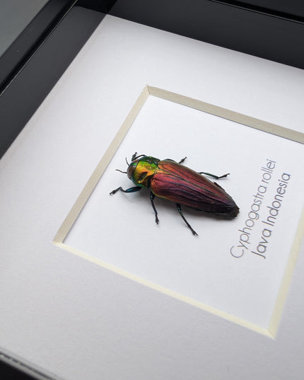 Framed rollei's jewel beetle: indonesian entomology gift (4x4in frame