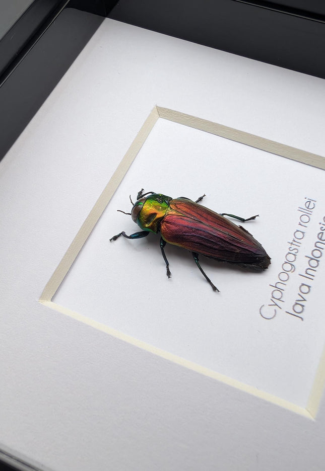 Framed rollei's jewel beetle: indonesian entomology gift (4x4in frame