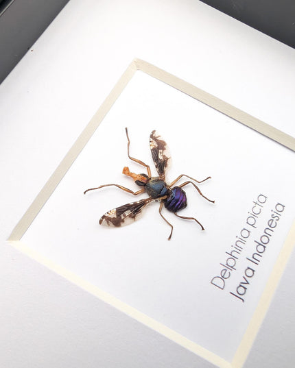 Framed Asian Picture-Winged Fly, Entomology Taxidermy, 4" x 4"