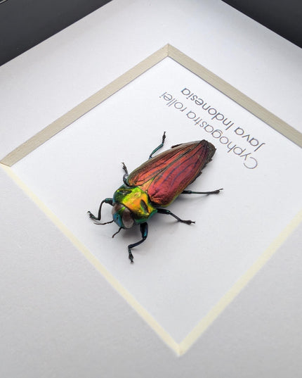 Framed rollei's jewel beetle: indonesian entomology gift (4x4in frame
