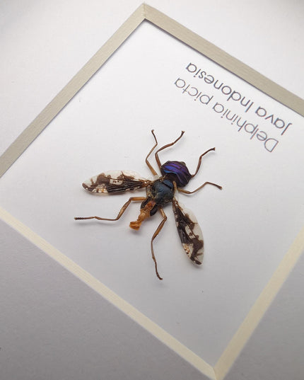 Framed Asian Picture-Winged Fly, Entomology Taxidermy, 4" x 4"