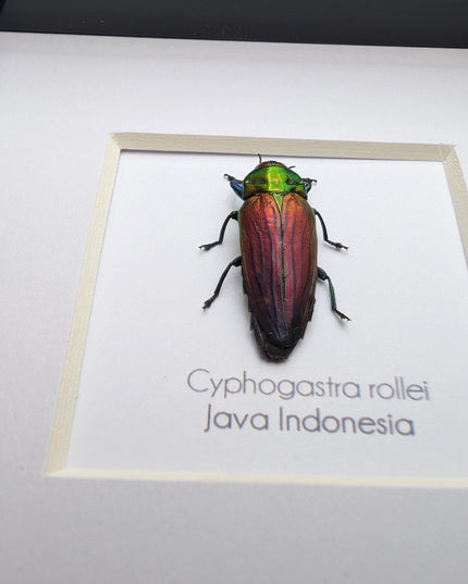 Framed rollei's jewel beetle: indonesian entomology gift (4x4in frame
