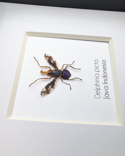 Framed Asian Picture-Winged Fly, Entomology Taxidermy, 4" x 4"
