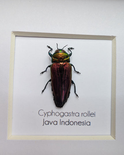 Framed rollei's jewel beetle: indonesian entomology gift (4x4in frame