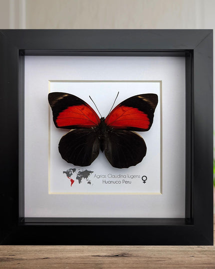 Framed agrias butterfly display: red & black taxidermy, ethically sourced