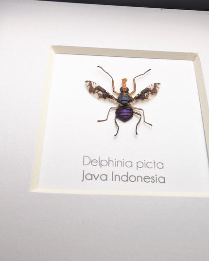Framed Asian Picture-Winged Fly, Entomology Taxidermy, 4" x 4"