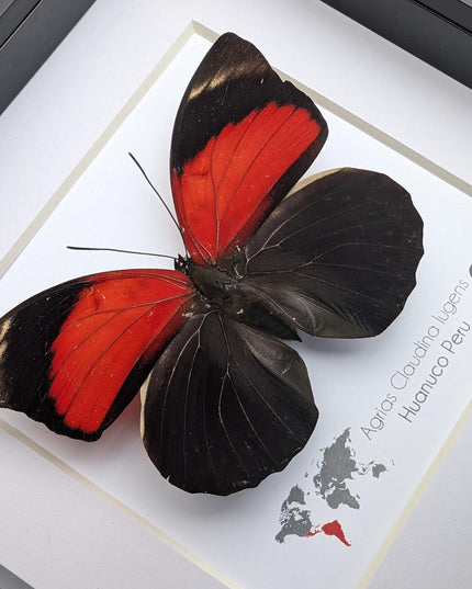 Framed agrias butterfly display: red & black taxidermy, ethically sourced