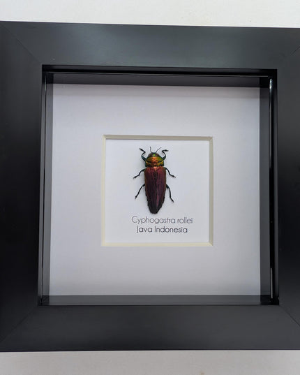 Framed rollei's jewel beetle: indonesian entomology gift (4x4in frame