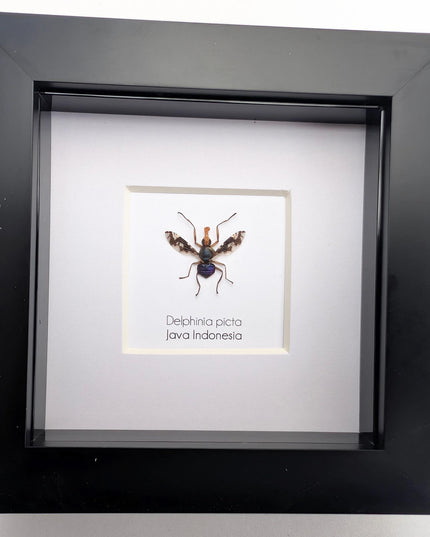Framed Asian Picture-Winged Fly, Entomology Taxidermy, 4" x 4"