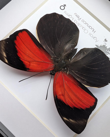 Framed agrias butterfly display: red & black taxidermy, ethically sourced