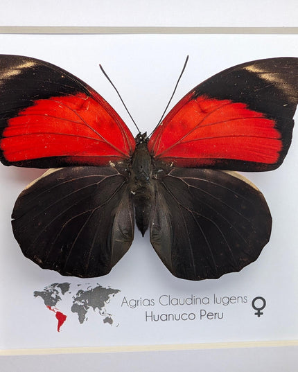 Framed agrias butterfly display: red & black taxidermy, ethically sourced