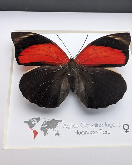 Framed agrias butterfly display: red & black taxidermy, ethically sourced