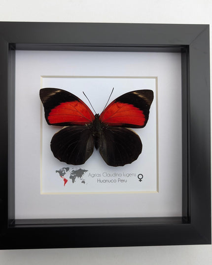 Framed agrias butterfly display: red & black taxidermy, ethically sourced
