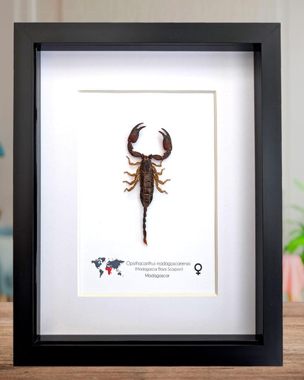 Framed madagascar forest scorpion display: entomology gift (8x10")