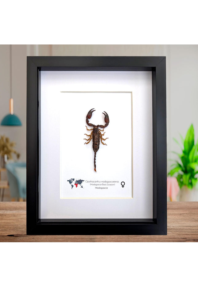 Framed madagascar forest scorpion display: entomology gift (8x10")