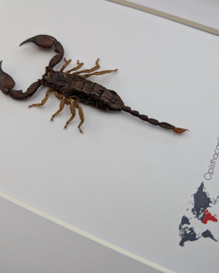 Framed madagascar forest scorpion display: entomology gift (8x10")
