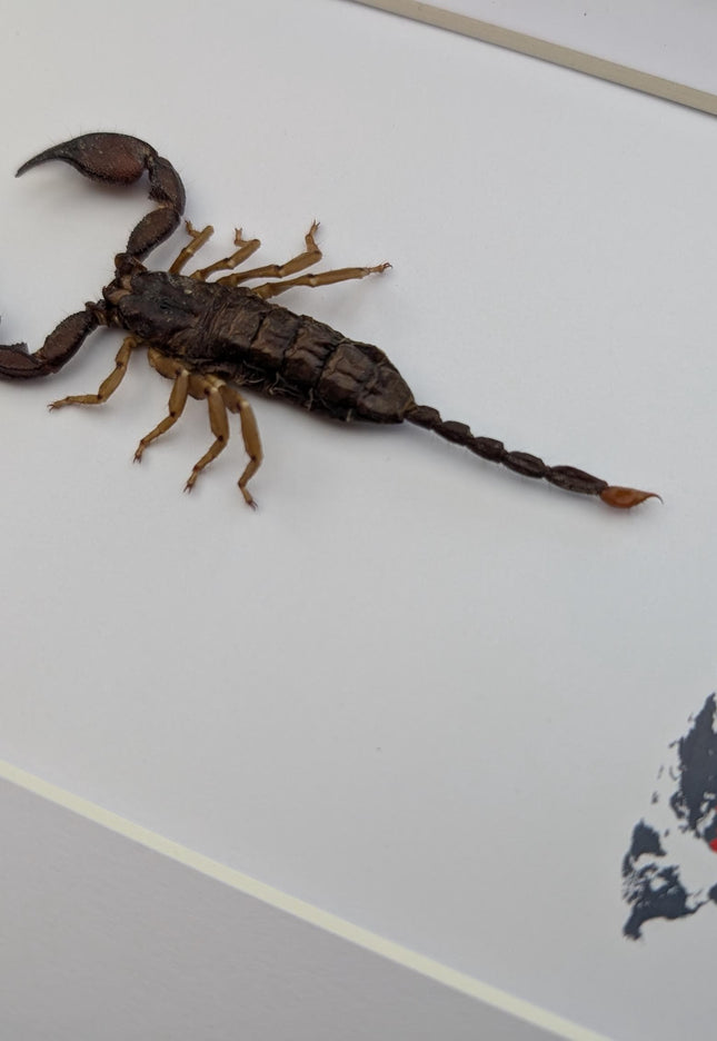 Framed madagascar forest scorpion display: entomology gift (8x10")