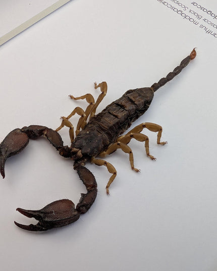 Framed madagascar forest scorpion display: entomology gift (8x10")