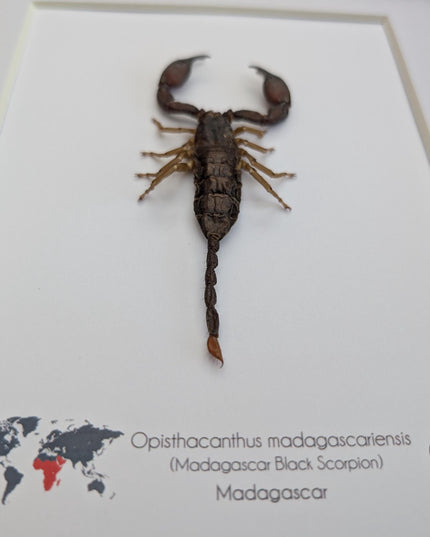 Framed madagascar forest scorpion display: entomology gift (8x10")