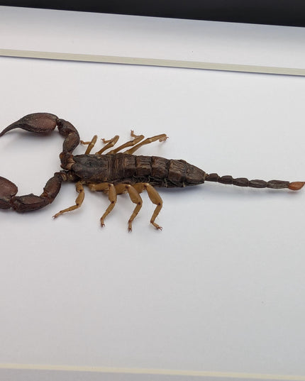 Framed madagascar forest scorpion display: entomology gift (8x10")