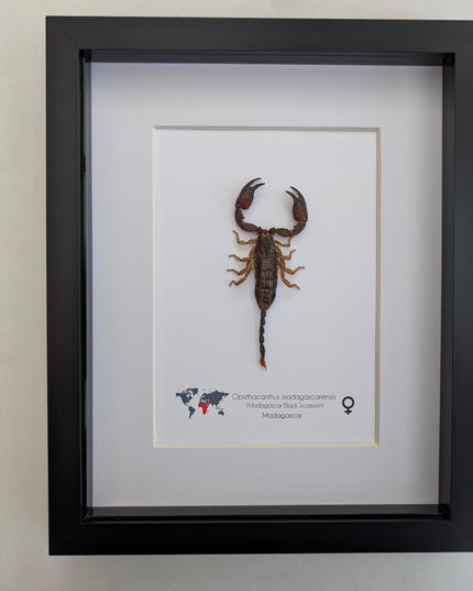 Framed madagascar forest scorpion display: entomology gift (8x10")
