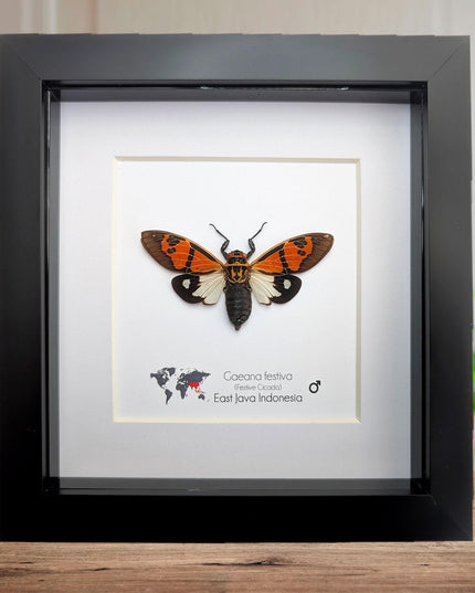 Framed Festive Cicada, Indonesian Nature Art, Taxidermy Gift (6x6)