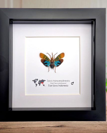 Saiva transversolineata, transverse-lined lanternfly, asian planthopper, snout planthopper, entomology gift, taxidermy, frame 6" x 6"