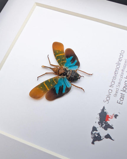 Saiva transversolineata, transverse-lined lanternfly, asian planthopper, snout planthopper, entomology gift, taxidermy, frame 6" x 6"