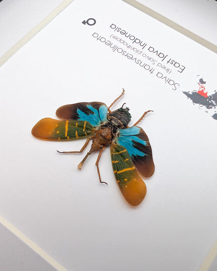 Saiva transversolineata, transverse-lined lanternfly, asian planthopper, snout planthopper, entomology gift, taxidermy, frame 6" x 6"