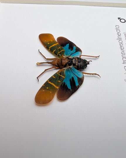 Saiva transversolineata, transverse-lined lanternfly, asian planthopper, snout planthopper, entomology gift, taxidermy, frame 6" x 6"