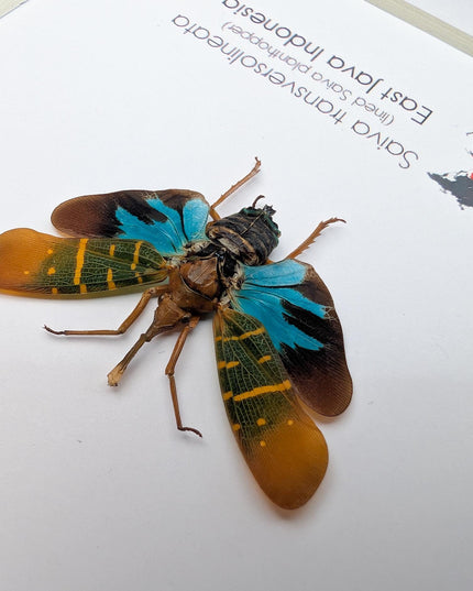 Saiva transversolineata, transverse-lined lanternfly, asian planthopper, snout planthopper, entomology gift, taxidermy, frame 6" x 6"
