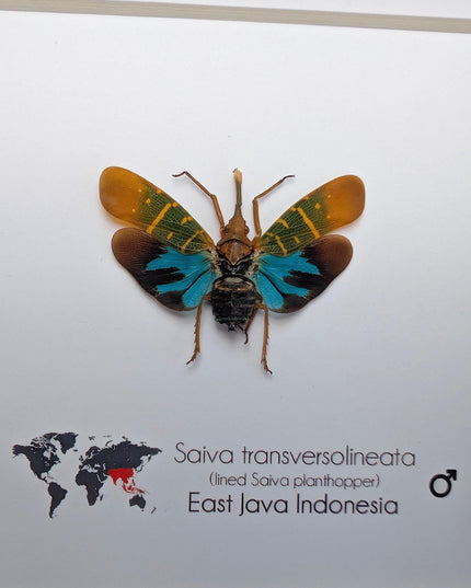 Saiva transversolineata, transverse-lined lanternfly, asian planthopper, snout planthopper, entomology gift, taxidermy, frame 6" x 6"