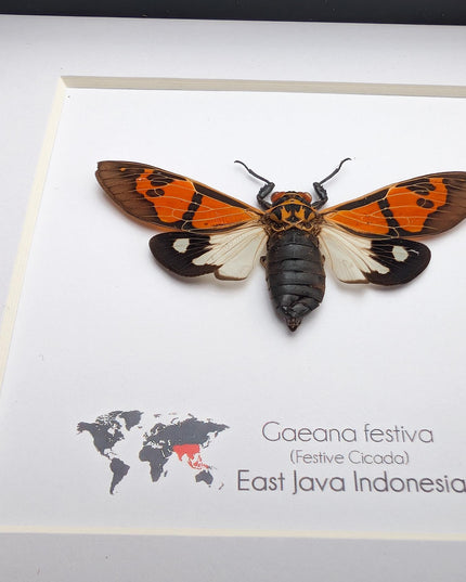 Framed Festive Cicada, Indonesian Nature Art, Taxidermy Gift (6x6)