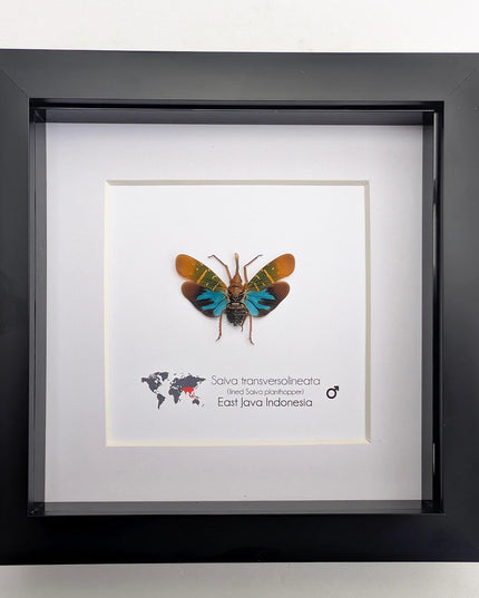 Saiva transversolineata, transverse-lined lanternfly, asian planthopper, snout planthopper, entomology gift, taxidermy, frame 6" x 6"