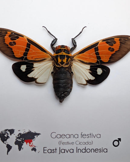 Framed Festive Cicada, Indonesian Nature Art, Taxidermy Gift (6x6)