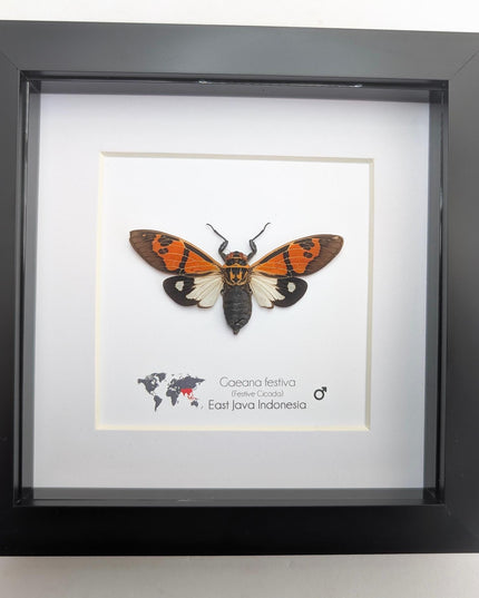 Framed Festive Cicada, Indonesian Nature Art, Taxidermy Gift (6x6)