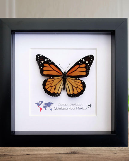 Framed monarch butterfly taxidermy: entomology nature art wall decor