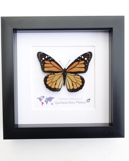 Framed monarch butterfly taxidermy: entomology nature art wall decor