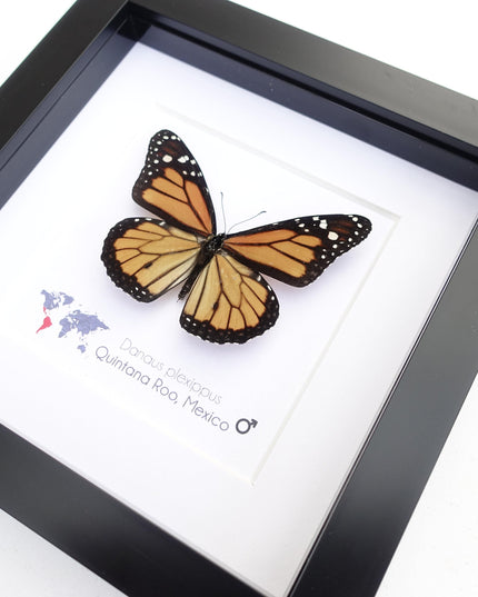 Framed monarch butterfly taxidermy: entomology nature art wall decor
