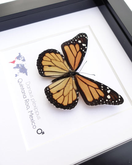 Framed monarch butterfly taxidermy: entomology nature art wall decor