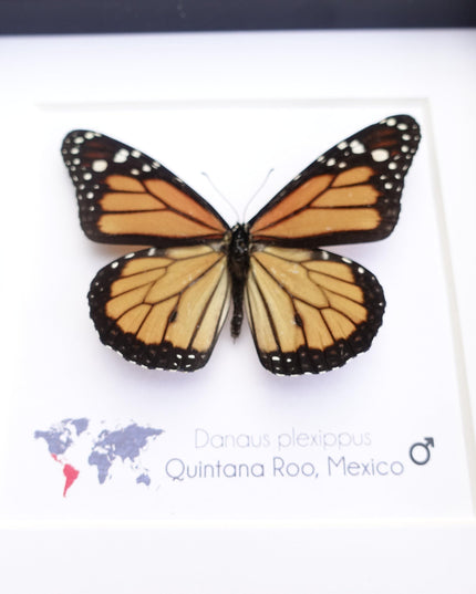 Framed monarch butterfly taxidermy: entomology nature art wall decor