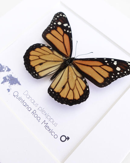 Framed monarch butterfly taxidermy: entomology nature art wall decor