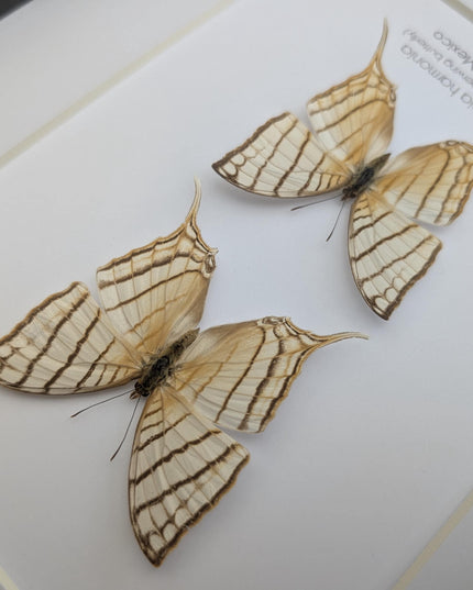 Framed Marpesia Harmonia Pair, Pale Daggerwing Butterfly, Nature Art (8" x 10")