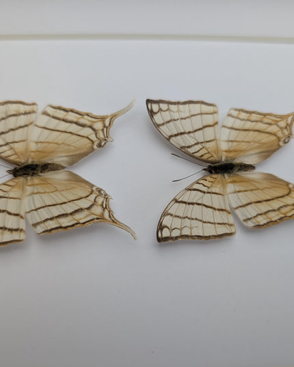 Framed Marpesia Harmonia Pair, Pale Daggerwing Butterfly, Nature Art (8" x 10")